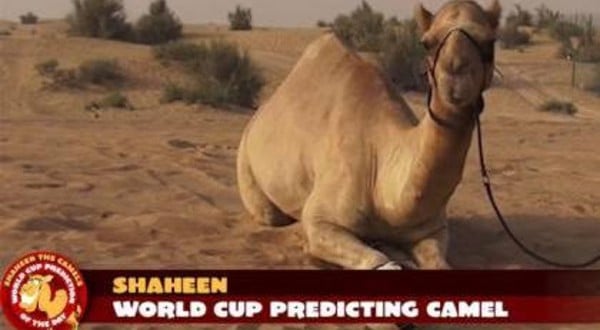 Shaheen Camel 2014 World Cup prediction animal