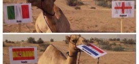 Shaheen the camel predictions of world cup matches