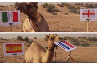 Shaheen the camel predictions of world cup matches